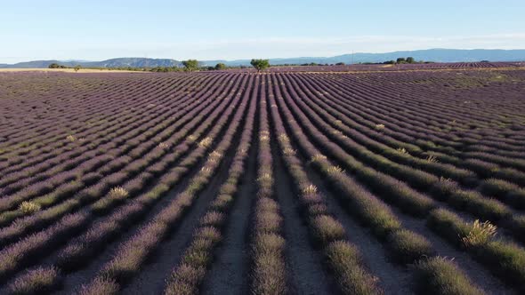 Plateau de Valensole lavender field in Provence, France