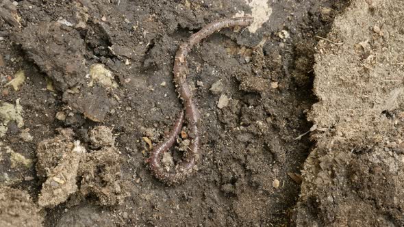 Earth worm Lumbricus terrestris after rain 4K footage