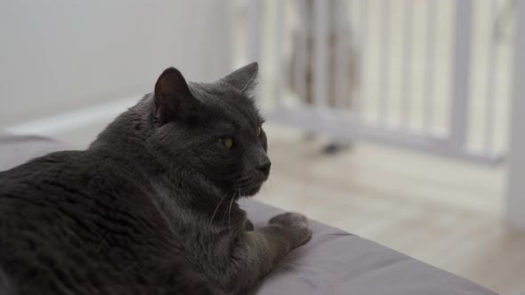 Cat and Baby Boy at Home Gray Cat Lying on the Bed Watching the Toddler Trying to Open the Child