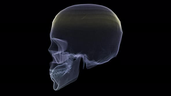 Futuristic Holographic X-ray Scanning Human Body Part - Skull