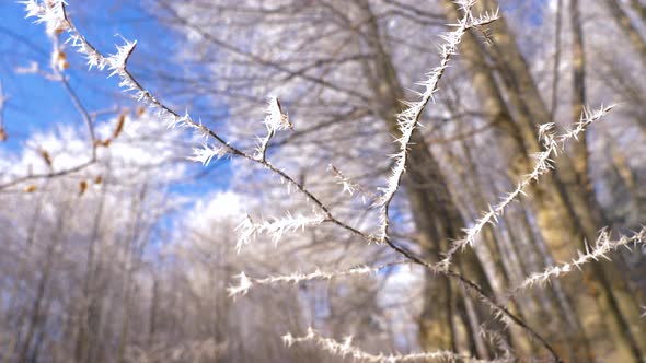 Frozen autumn leaves on the beech branch. Close up view of frozen oak leaves covered with icicles.