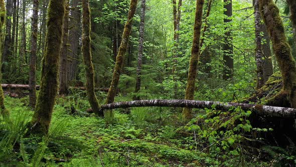 Slowly flying through green forest in Oregon