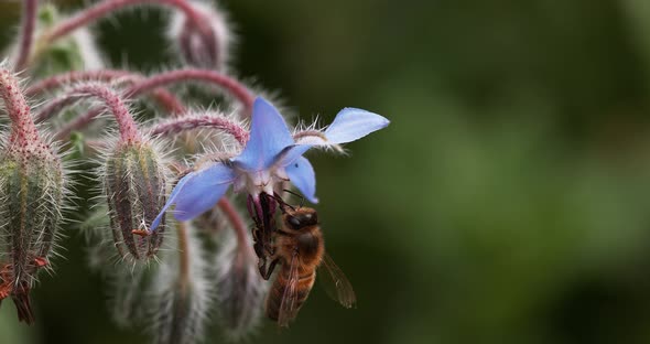 European Honey Bee, apis mellifera, Bee Booting a Borage Flower, Pollination Act, Normandy