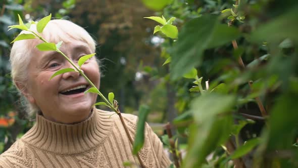 Happy Female Pensioner Touching Green Plant Leaves Outdoors, Gardening Hobby