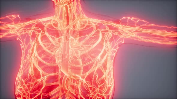 Blood Vessels of Human Body