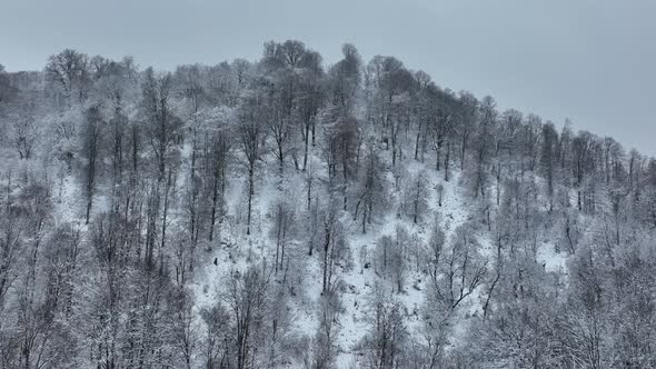 Aerial view of frozen forest with snow covered trees at winter. Flight above mountains in Bakuriani