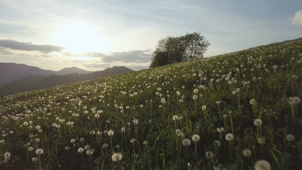 Sunset over Dandelion Flower Meadow