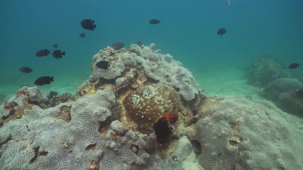 Coral Reef Tropical Fish