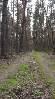 Vertical Video of a Road in the Forest Slow Motion