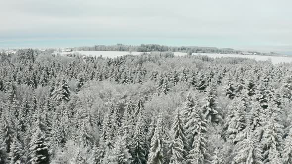 Low aerial of snow covered tree tops in pine forest