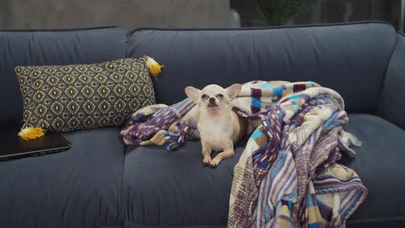 Lazy Happy Cute Chihuahua Dog Resting on Couch