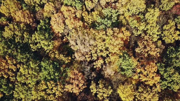 Trees of the Autumn Forest From a Height