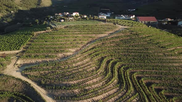 Slowly rising and turning to view a hilltop vineyard covered in terraces of grape vines in Douro Val