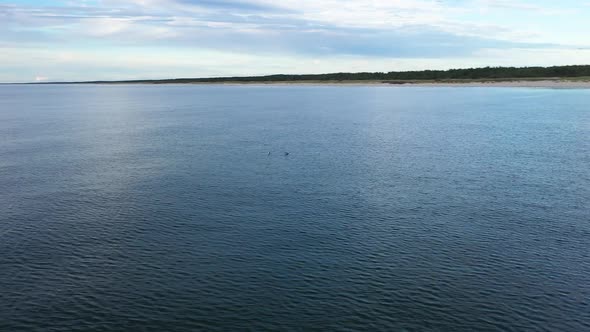 AERIAL: Rotating Shot of Two Seagulls Resting on a Surface of Blue Baltic Sea Water