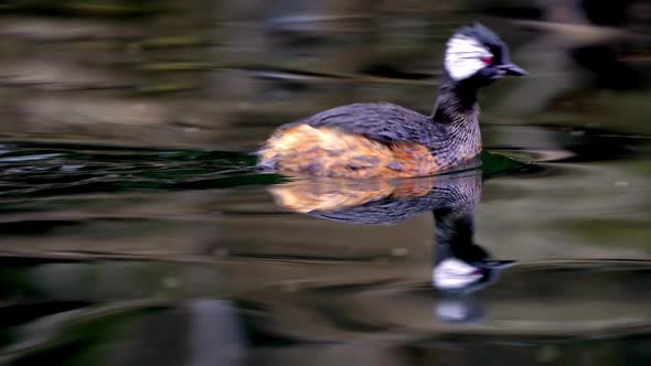 Close up shot of a White-tufted grebe swimming fast on a pond and looking around