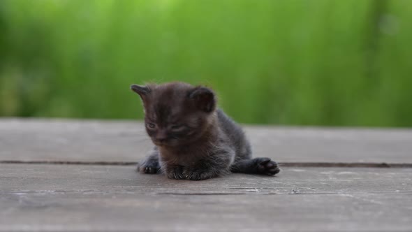 Newborn gray kitten close up. Kitten at three weeks old of life