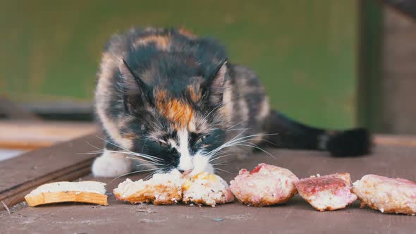 Stray cat eating outside, Summer day, Wild cat on a landfill