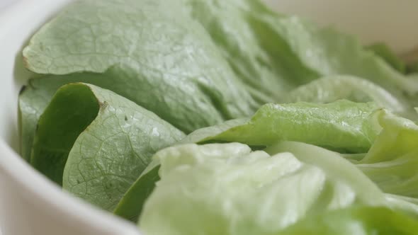 Green lettuce Lactuca sativa vegetable leaves close-up 4K tilting footage