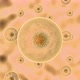 Process infecting cell of pathogenic microorganisms - VideoHive Item for Sale