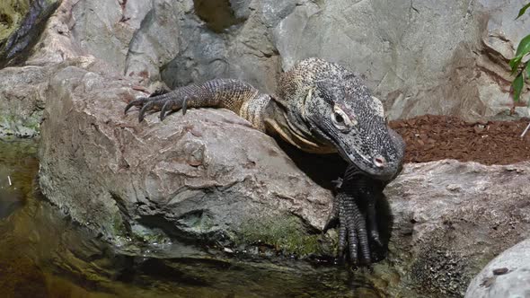 Komodo Dragon Close-up