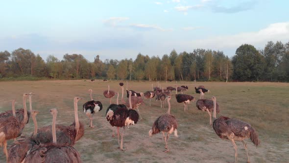 Ostriches Walking on Farm Field in Summer