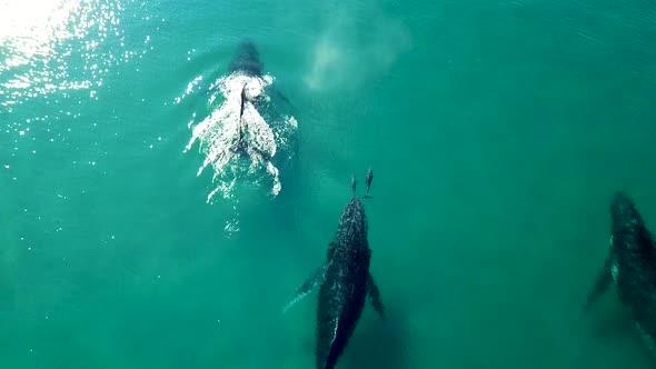 Drone footage from above following three humpback whales swimming in clear shallow water with two do