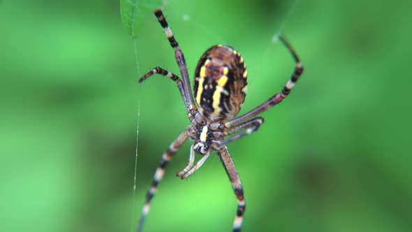 Striped Spider