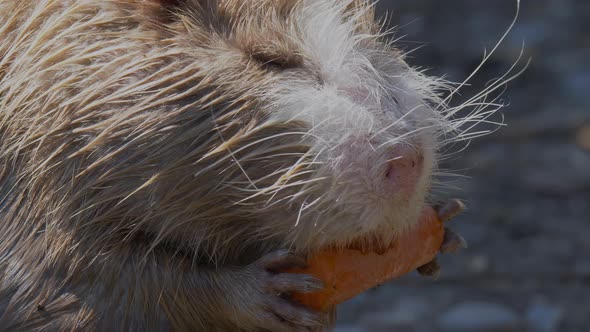 Macro view of wild Nutria Beaver holding and eating orange carrot during sunny day in wilderness.