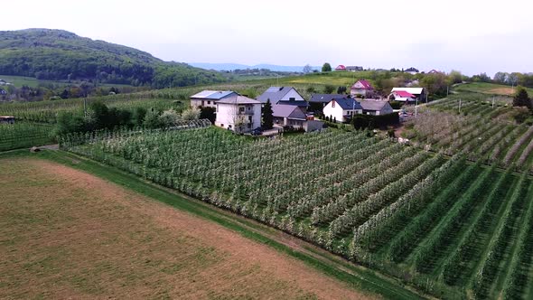 huge blooming apple tree garden aerial shot