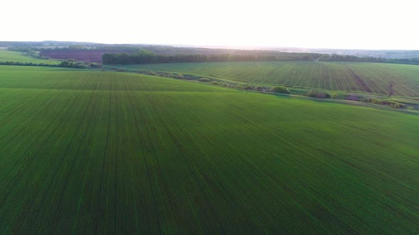 Aerial Video of an Agricultural Field with Wheat