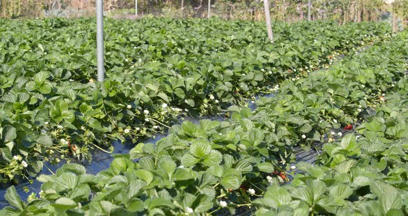 Fresh strawberry field