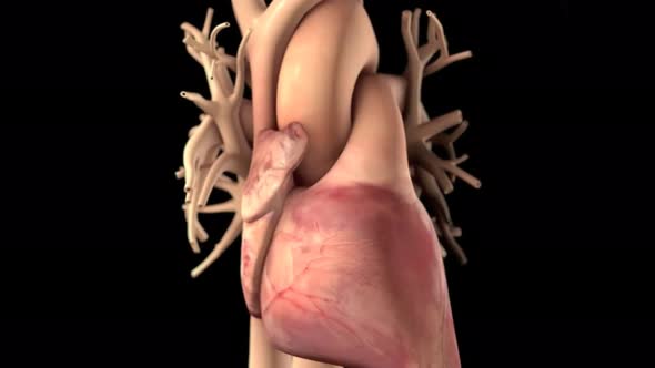 Arrhythmia The normal electrical activity of the heart is the result of the electrical activity