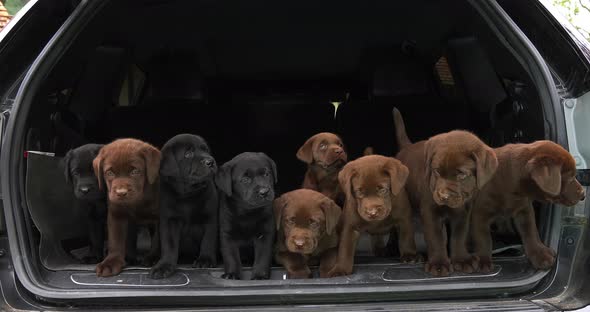 Brown and Black Labrador Retriever, Puppies in the Trunk of a Car, Normandy in France