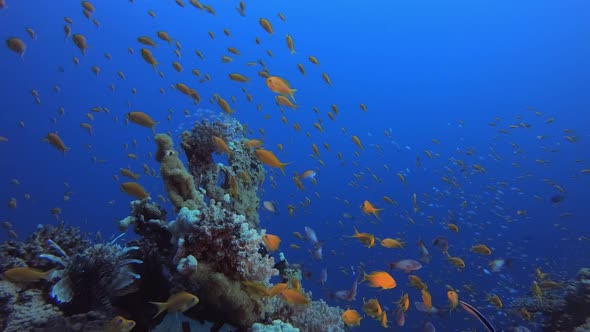 Tropical Coral Garden Underwater Life