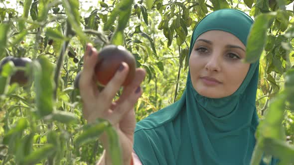 Pretty Woman Grower Plucking Ripe Tomato From Bush