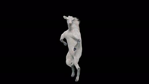 59 White Horse Dancing 4K