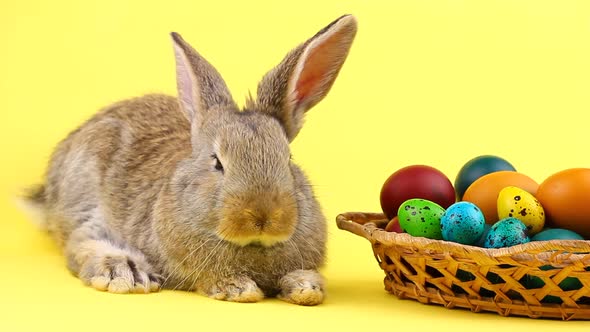 a Small Fluffy Brown Easter Bunny Lies Near a Wooden Wicker Basket with a Variety of Colorful Eggs