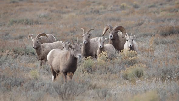 Big Horn Sheep Ram pushing herd through the brush in Wyoming