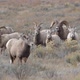 Big Horn Sheep Ram pushing herd through the brush in Wyoming - VideoHive Item for Sale