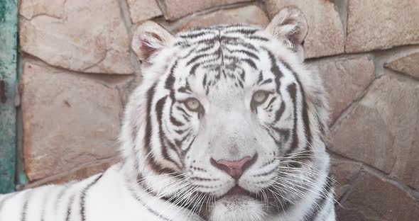 Closeup Portrait of a White Tiger