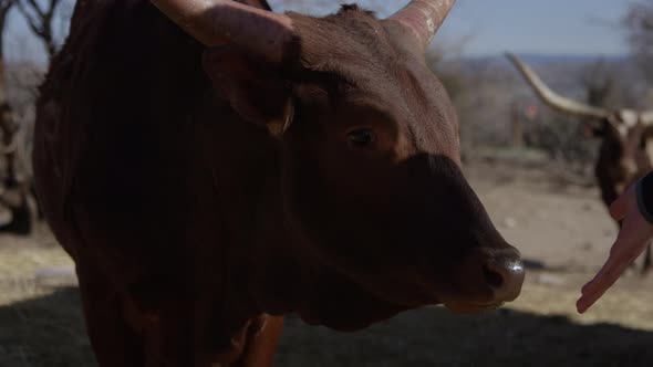 Watusi and person offering hand to animal