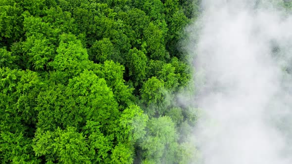 Clouds Above Mountain Forest Flying Through the Magical Summer Forest at Rainy Weather Aerial View