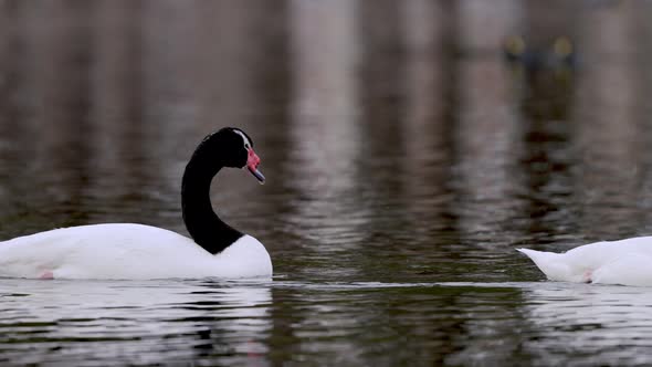 Impressive black-necked swans swimming past in a row on pond