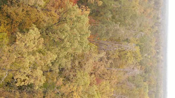 Vertical Video Autumn Forest with Trees in Ukraine Slow Motion