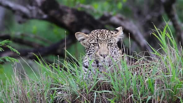 Leopard resting and then looking at the camera Sabi Sands Game Reserve in South Africa