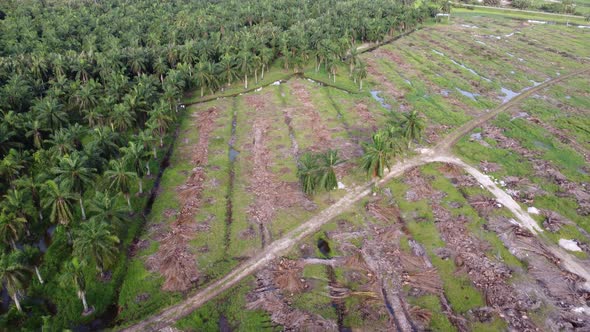 Aerial view fly away land clearing of oil palm tree