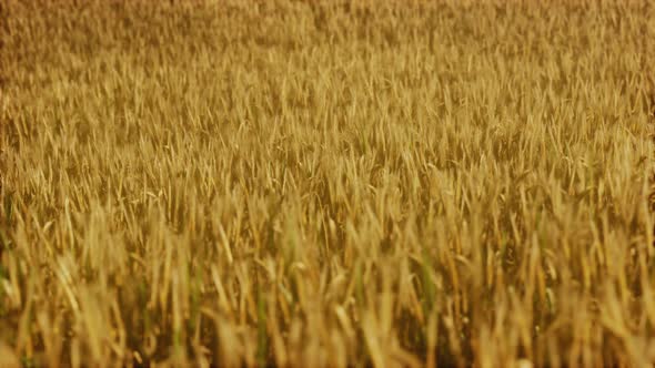 the Field of Ripe Rye at Sunset