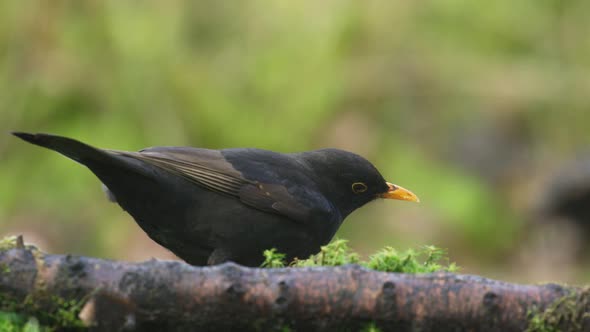 Close up shot of a male common black bird sitting on a branch with lichen and looking around before