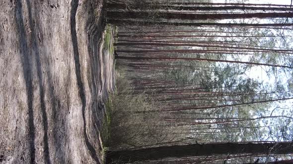 Vertical Video of a Road in the Forest Slow Motion