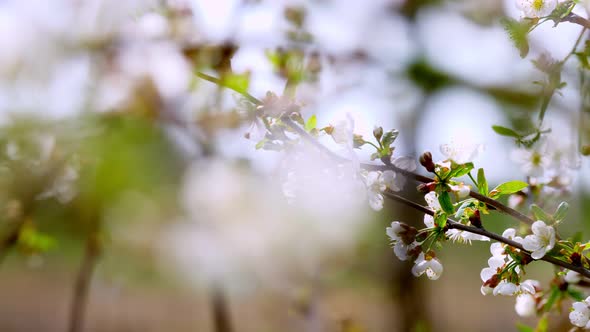 Close-up, Flowering Branches of Apple Trees, Cherries Move, Sway in the Wind, in the Spring Garden